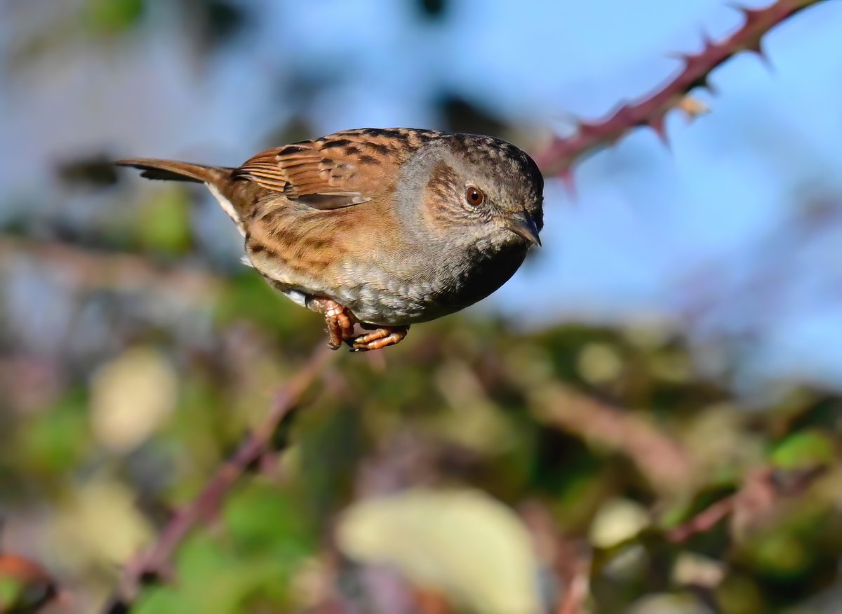 Carl Bovis tweet media