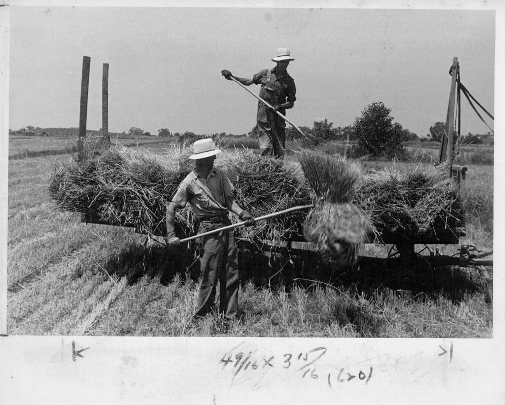 Untitled (wheat harvest, central Ohio)