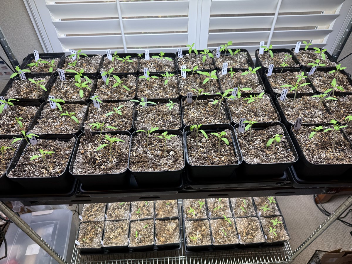 MatthewBowdish's tweet photo. It's always a sad day when I thin my tomato starters. But it must be done. And life is good when I put in my onions and a few more dahlia tubers. #Zone9b #victorygarden https://t.co/TtHjFINbgQ