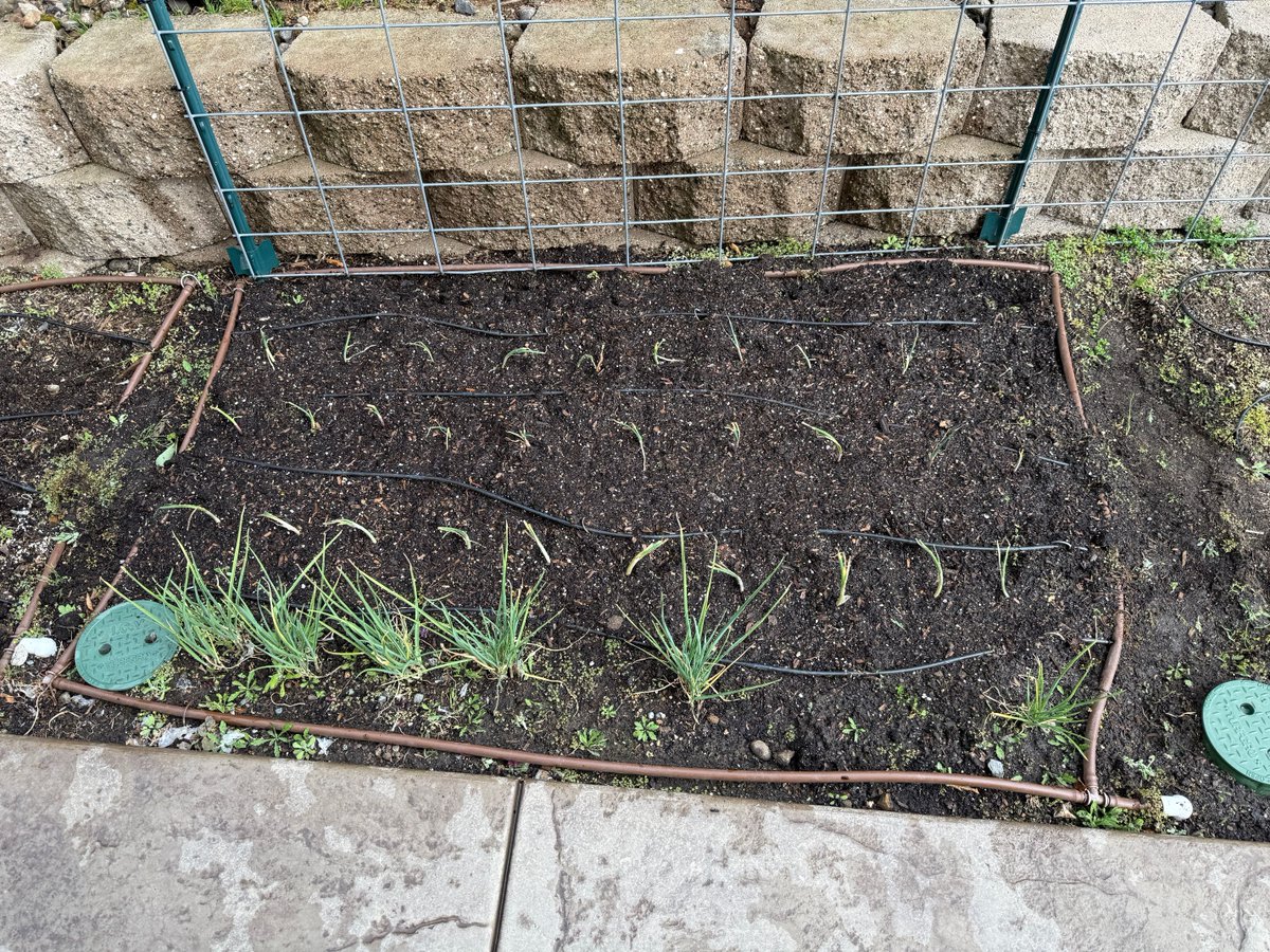 MatthewBowdish's tweet photo. It's always a sad day when I thin my tomato starters. But it must be done. And life is good when I put in my onions and a few more dahlia tubers. #Zone9b #victorygarden https://t.co/TtHjFINbgQ