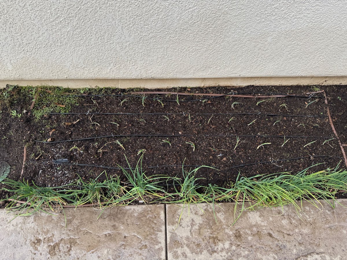 MatthewBowdish's tweet photo. It's always a sad day when I thin my tomato starters. But it must be done. And life is good when I put in my onions and a few more dahlia tubers. #Zone9b #victorygarden https://t.co/TtHjFINbgQ