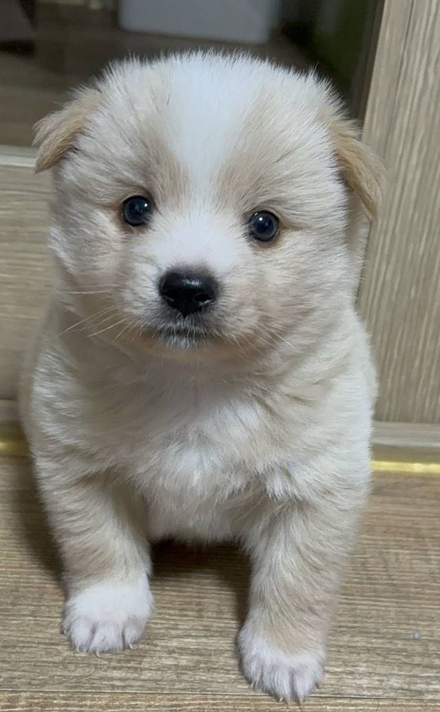 theDogLovers tweet media