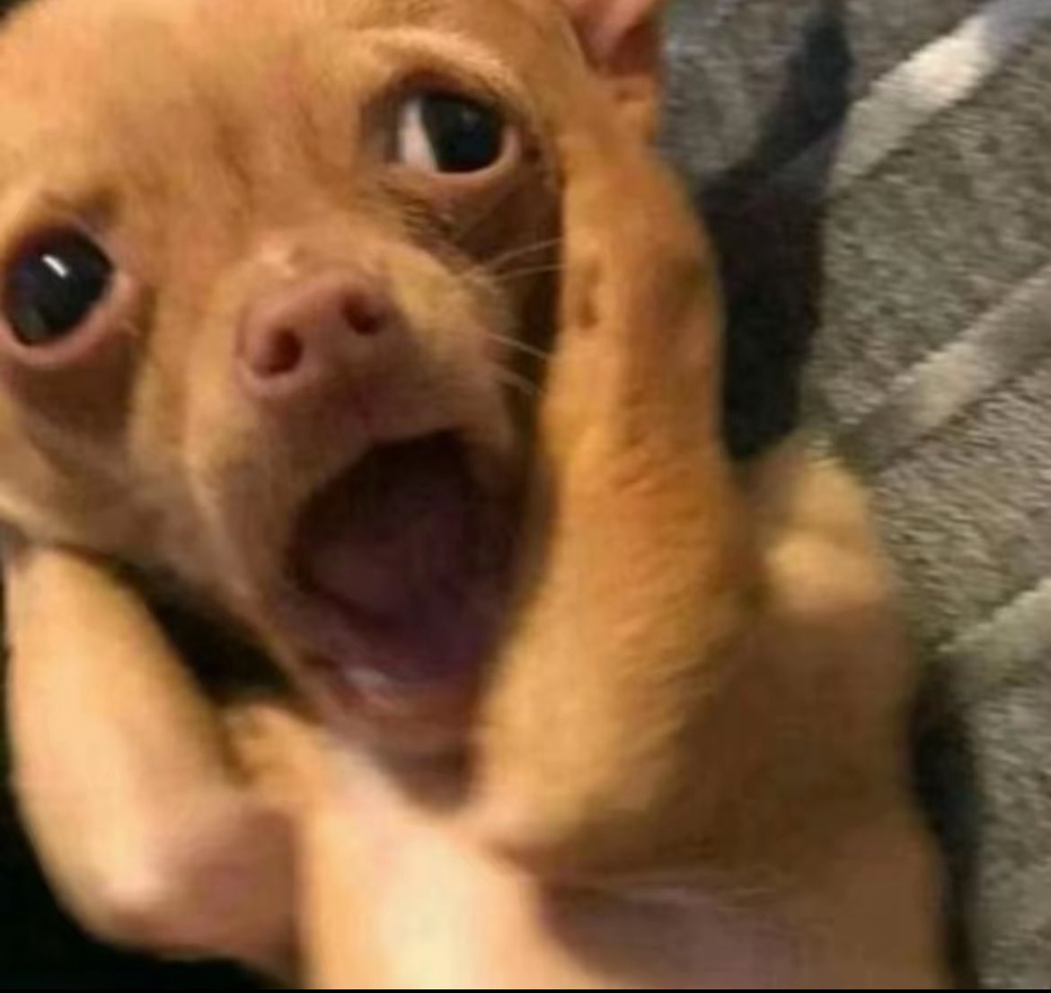 𓆗 (@domafangirl) on Twitter photo 