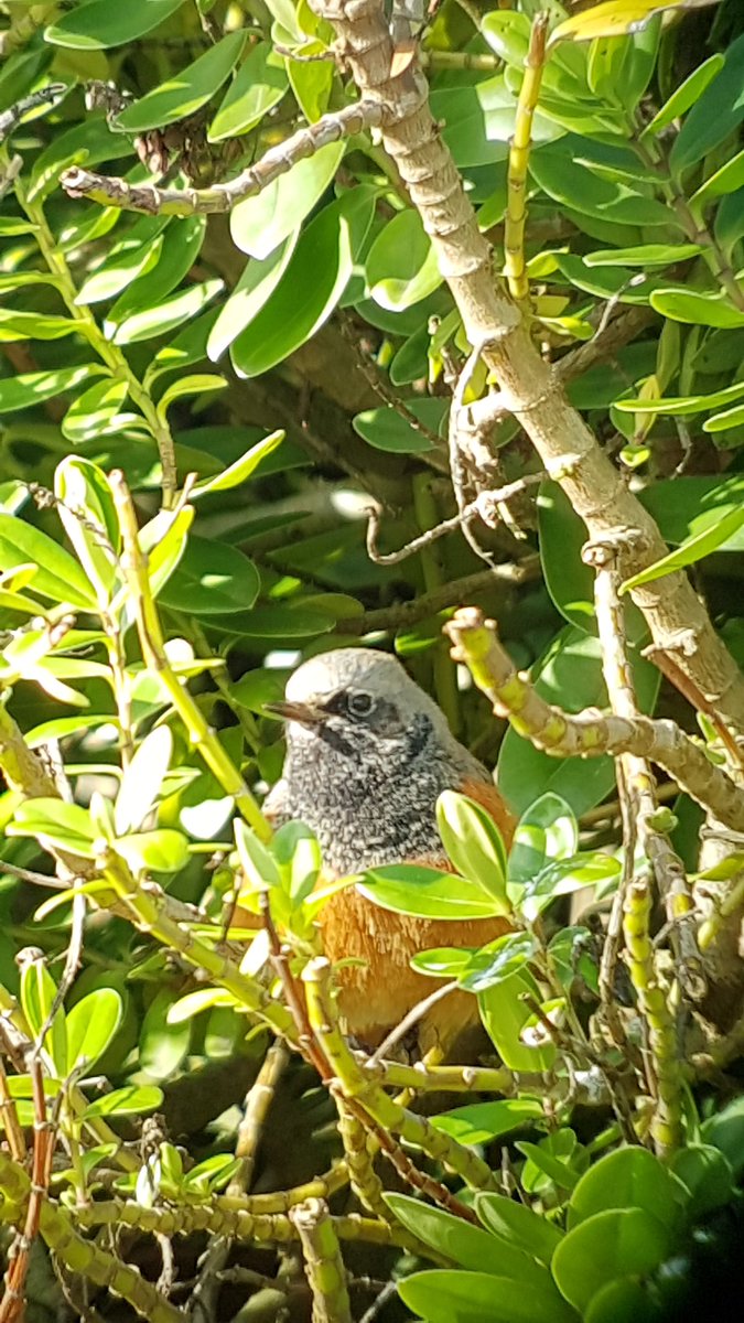 DavidBate17's tweet photo. Norfolk. Barn owl eastern blk redstart 3 glossy ibis 2 cattle egret 5 rb mergansers 100's pink feet 100's Brent geese 3 stonechats 3 ruff 2 pintail gd nbrs golden plover red kites marsh Harriers Gwe 3 stonechats.@Andy bennet @Paul bennet. https://t.co/sziMDRyxQp