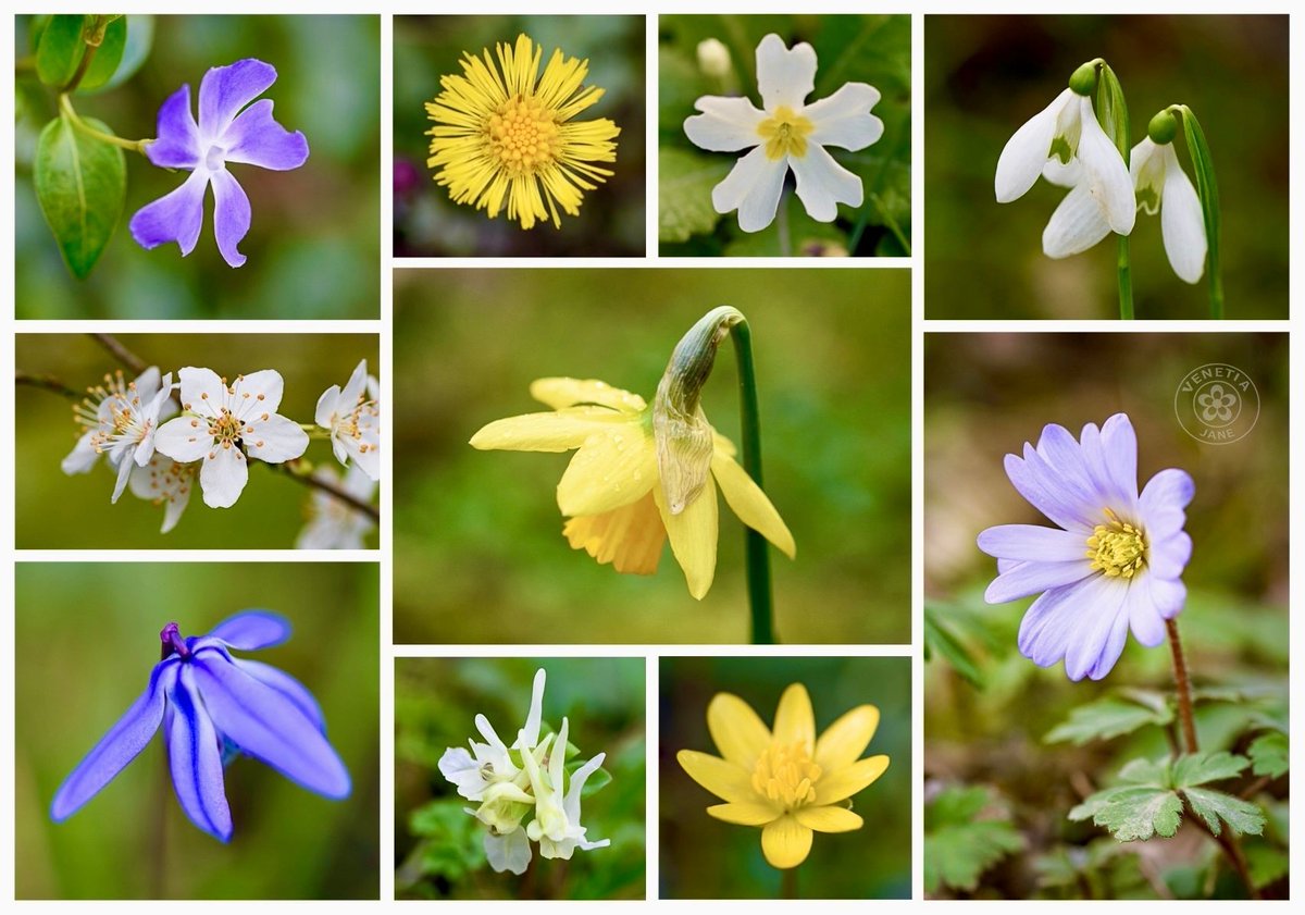VenetiaJane's tweet photo. “No summer flowers are half so sweet
As those of early Spring” — Old English saying

Periwinkle, coltsfoot, primrose, snowdrops, cherry blossom, daffodil, Balkan anemone, Siberian squill, hollowroot and lesser celandine — found for the final #TheWinter10. #WildflowerHour https://t.co/Rous9lMfGe
