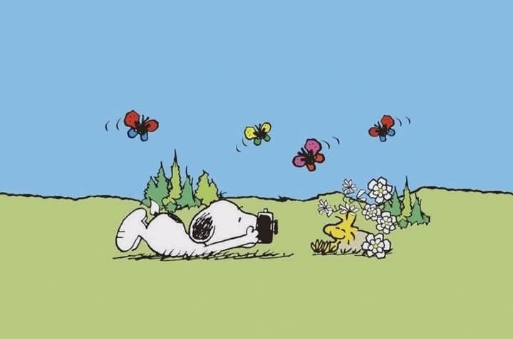 snoopy lover (@snoopyfever_) on Twitter photo 