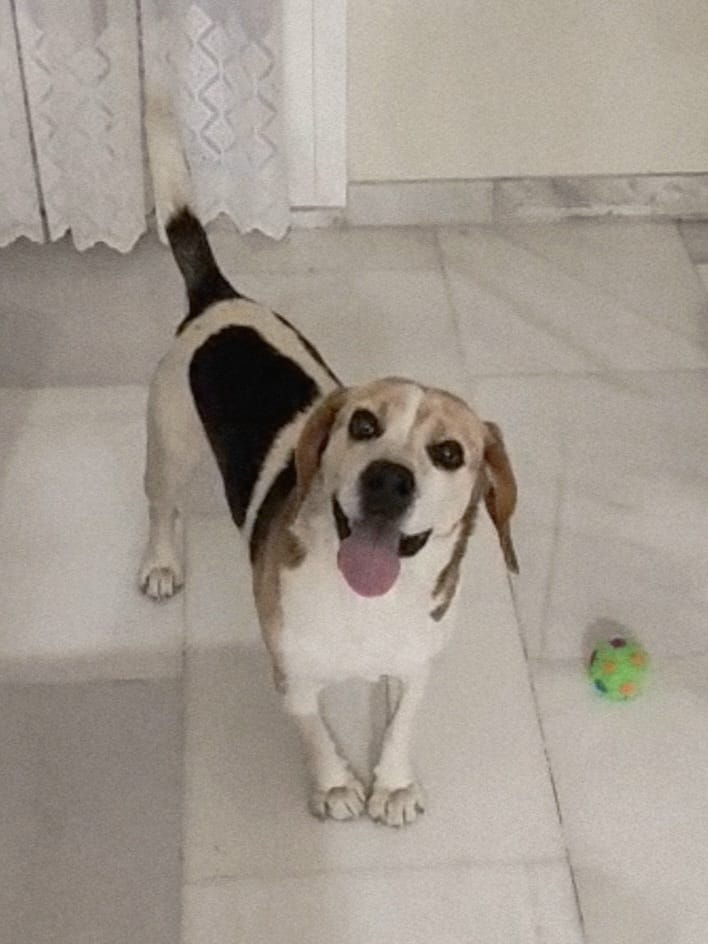 silvia mensegar tweet media