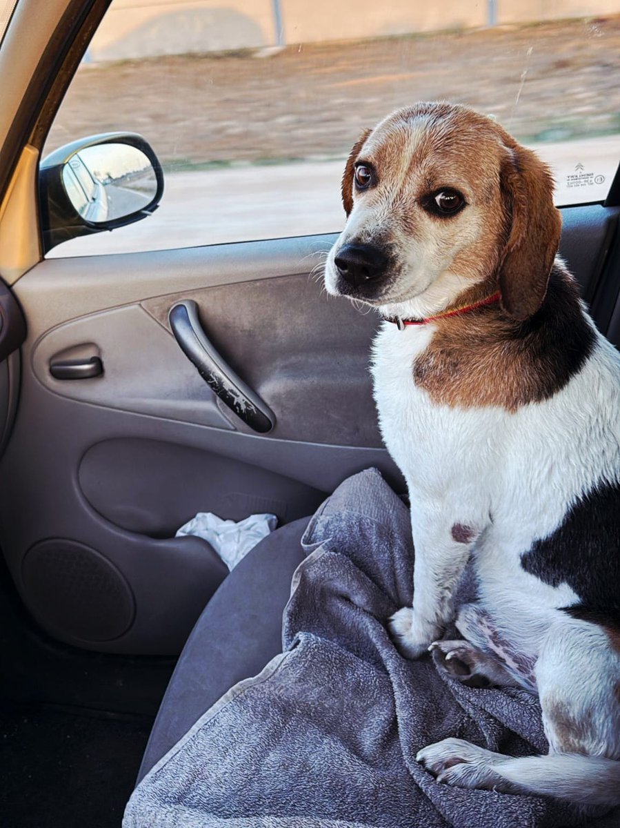 Se murió el dueño de Jack y le dejaron en la casa, nadie se percató de que había allí un abuelito con el corazón destrozado 💔 
Después de días una chica del pueblo se dio cuenta y fue a darle agua y comida, se lo llevó a una parcela porque nadie lo quería y ha estado allí un año