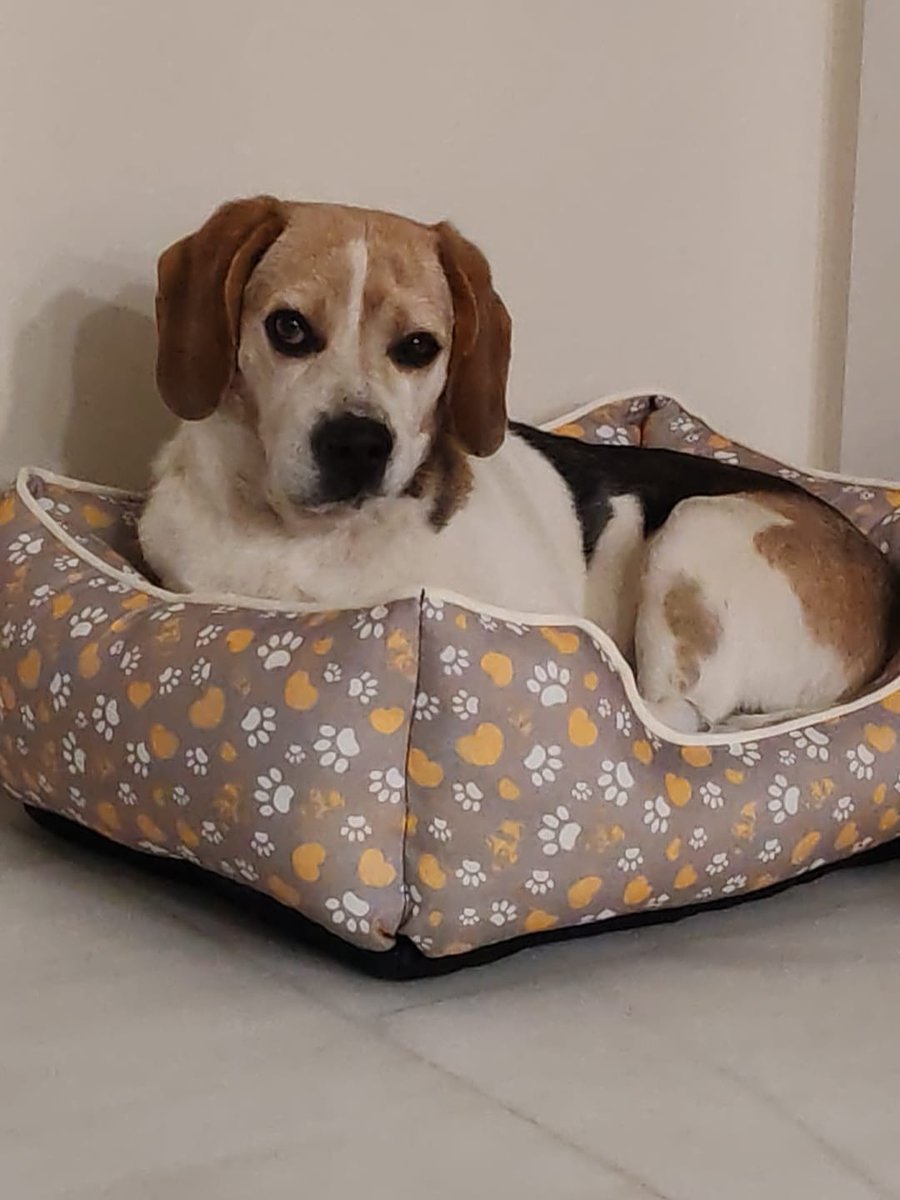 silvia mensegar tweet media