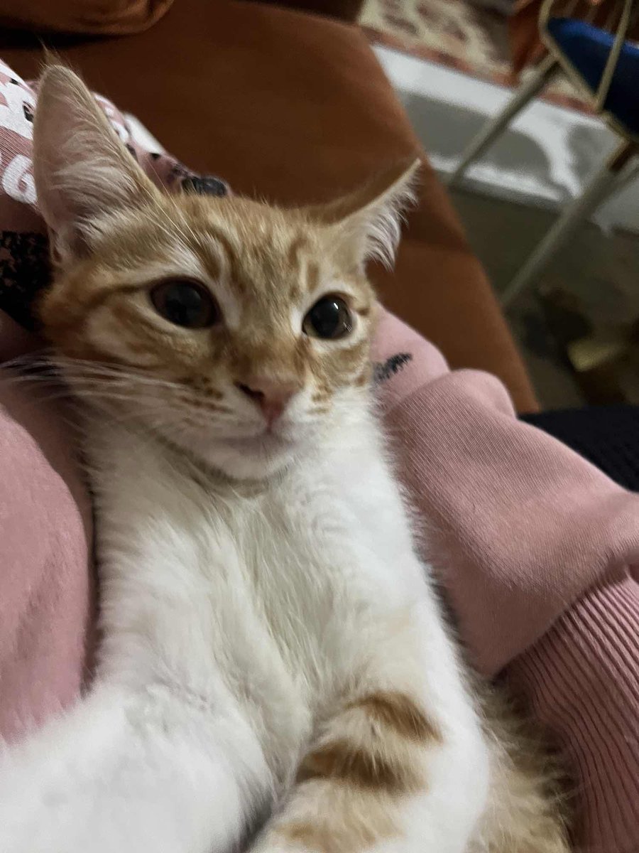 KayipHayvanApp's tweet image. Kayıp İlanı!  
ücretsiz sahiplendirmiştim sahiplenen kişiden kaçmış en son Alanya obada görüldü
Ekleyen: Cansu Akbulut
Antalya - Alanya - Çıplaklı Mh.
kayiphayvanlar.com/detail/624
#kayıp #kedi #köpek #kayıphayvan #kayıphayvanlar