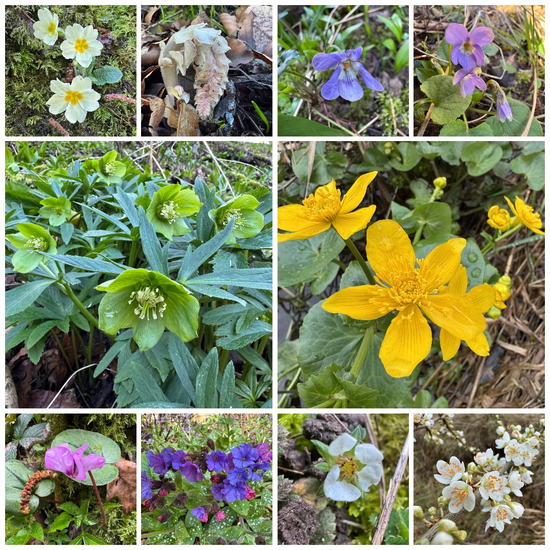 Final #TheWinter10 of this winter from N. Wilts. for this week's #wildflowerhour: Primrose, Toothwort, Early Dog-violet, Sweet Violet, Green Hellebore, Marsh Marigold, Cyclamen coum, Lungwort, Barren Strawberry &amp; Cherry Plum. <a href="/BSBIbotany/">BSBI: Botanical Society of Britain & Ireland</a> <a href="/wildflower_hour/">wildflowerhour</a>