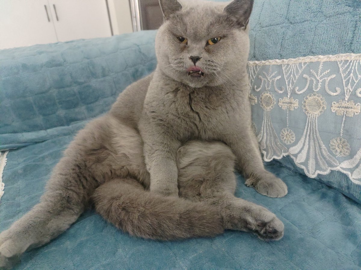 GenRuo様 tweet media