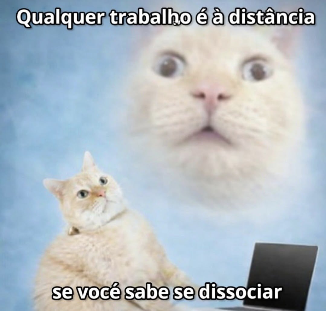 gatos fazendo gatices (@gatinarios) on Twitter photo 