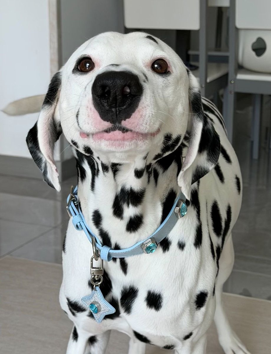 💖 (@twaniimals) on Twitter photo 