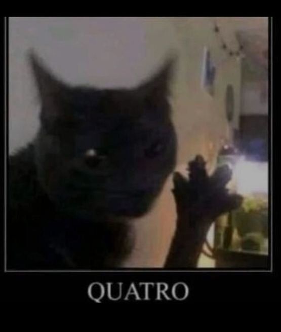 TweetsOfCats's tweet photo. https://t.co/4BnDVQjqSC