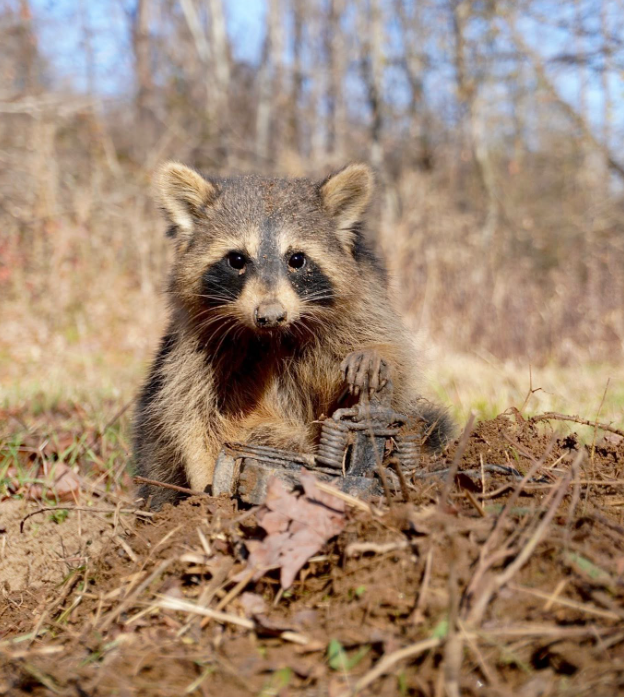 NH Citizens Against Recreational Trapping tweet media