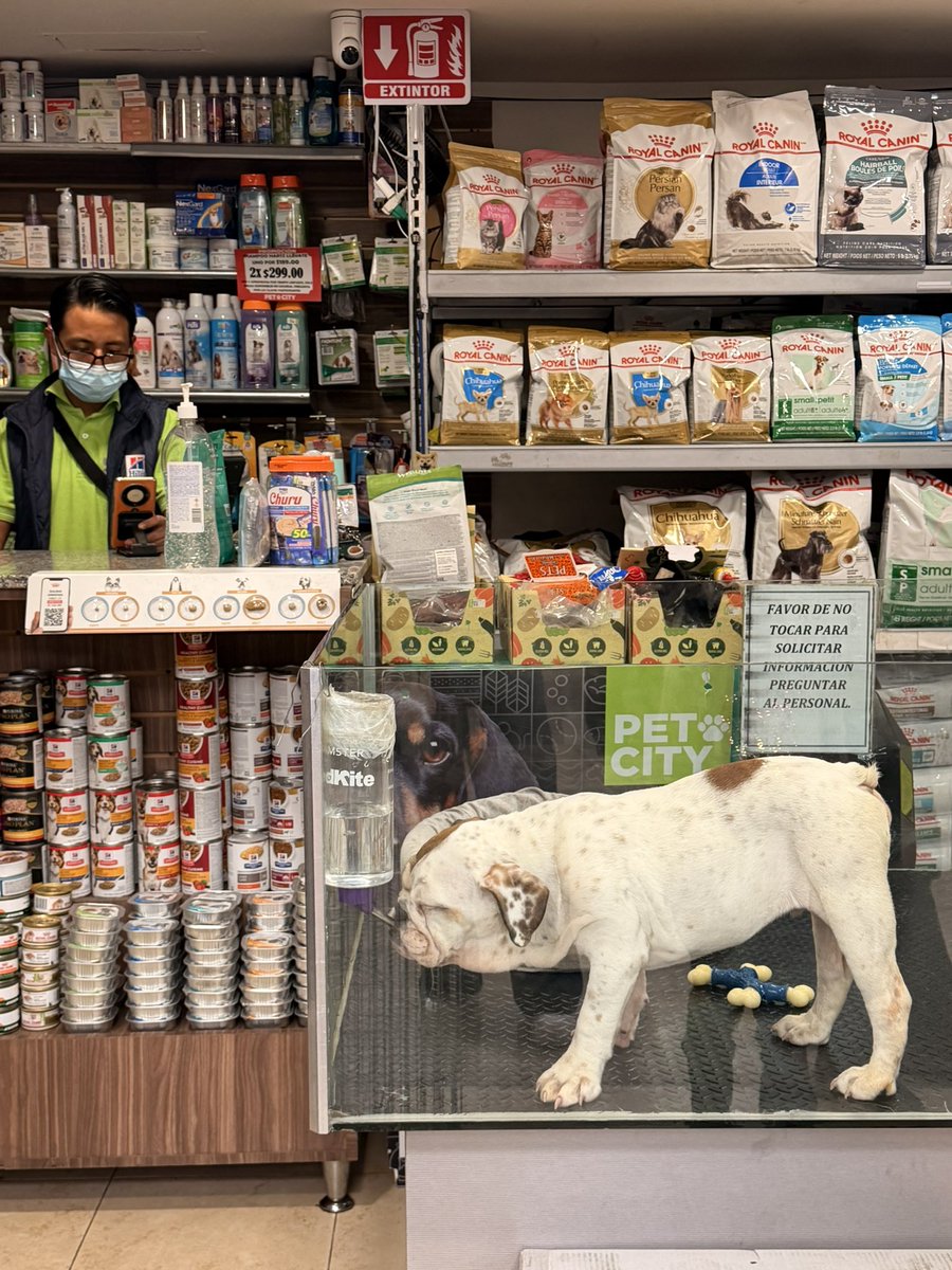 1Libelula1971's tweet photo. @giogutierrezag 
@ClaraBrugadaM @PAOTmx @lorena_becerra 
Tengo al menos 2 meses denunciando esta Pinshi tienda PetCity ubicada en @LaComerOficial Coapa 
la venta de este perrito enfermo , flaco y encerrado en esa aparador o vitrina todo el día . 
Quien dio los permisos para venta de animales y tenerlos el pinche día ahí encerrado ?
@giogutierrezag  en tu Pinshi alcaldía. 
Haz algo y deja de dar estos permisos, infeliz ! 
@Mr_Civico 
@ZUEMYRT 
@AmoLaCiencia
@YoAmoaLaCiencia 
@