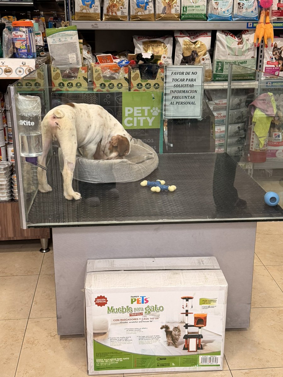 1Libelula1971's tweet photo. @giogutierrezag 
@ClaraBrugadaM @PAOTmx @lorena_becerra 
Tengo al menos 2 meses denunciando esta Pinshi tienda PetCity ubicada en @LaComerOficial Coapa 
la venta de este perrito enfermo , flaco y encerrado en esa aparador o vitrina todo el día . 
Quien dio los permisos para venta de animales y tenerlos el pinche día ahí encerrado ?
@giogutierrezag  en tu Pinshi alcaldía. 
Haz algo y deja de dar estos permisos, infeliz ! 
@Mr_Civico 
@ZUEMYRT 
@AmoLaCiencia
@YoAmoaLaCiencia 
@