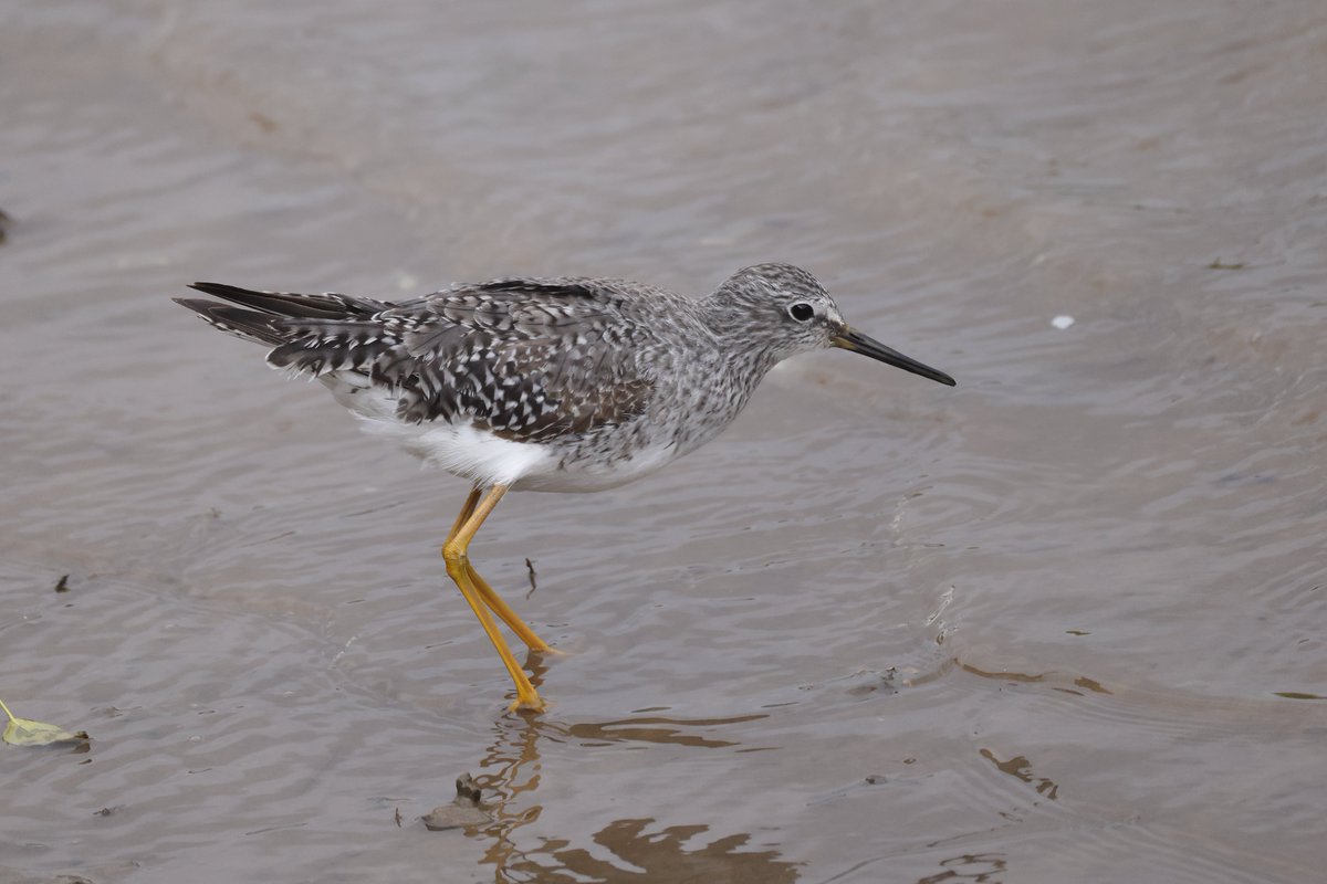 Richard Moore South West wildlife tweet media