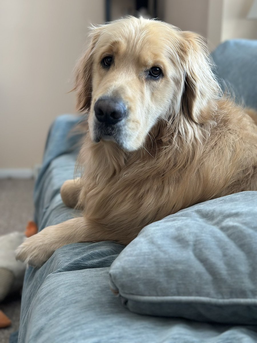 Logan & Shadow😇the Goldens tweet media