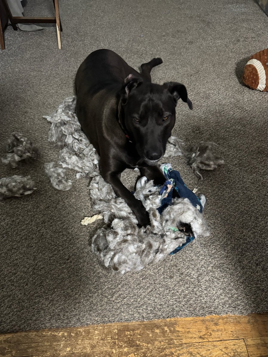 hermannbddlk's tweet photo. Kind of busy reading @BQQuinn posts that I didn’t notice what my baby dog was doing in less than 5 minutes. 🤦‍♀️ https://t.co/pnbIntvRaL