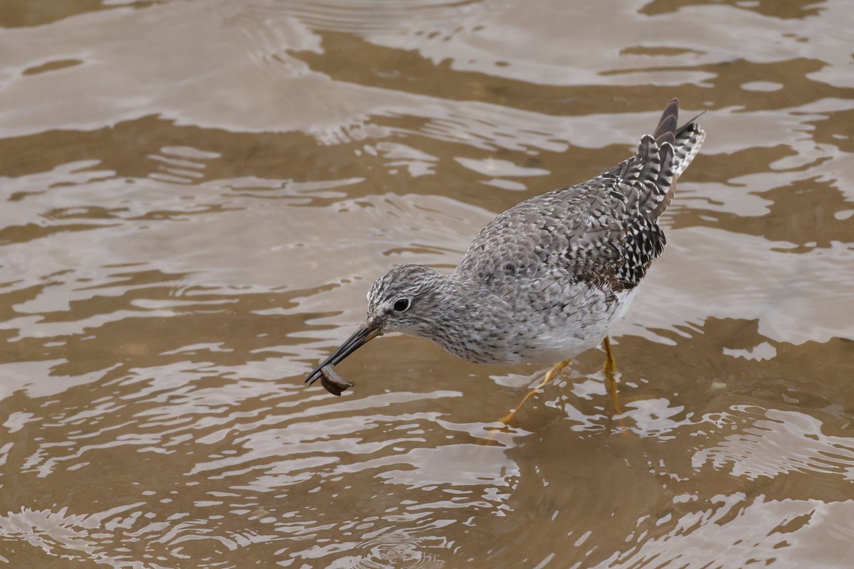 Richard Moore South West wildlife tweet media