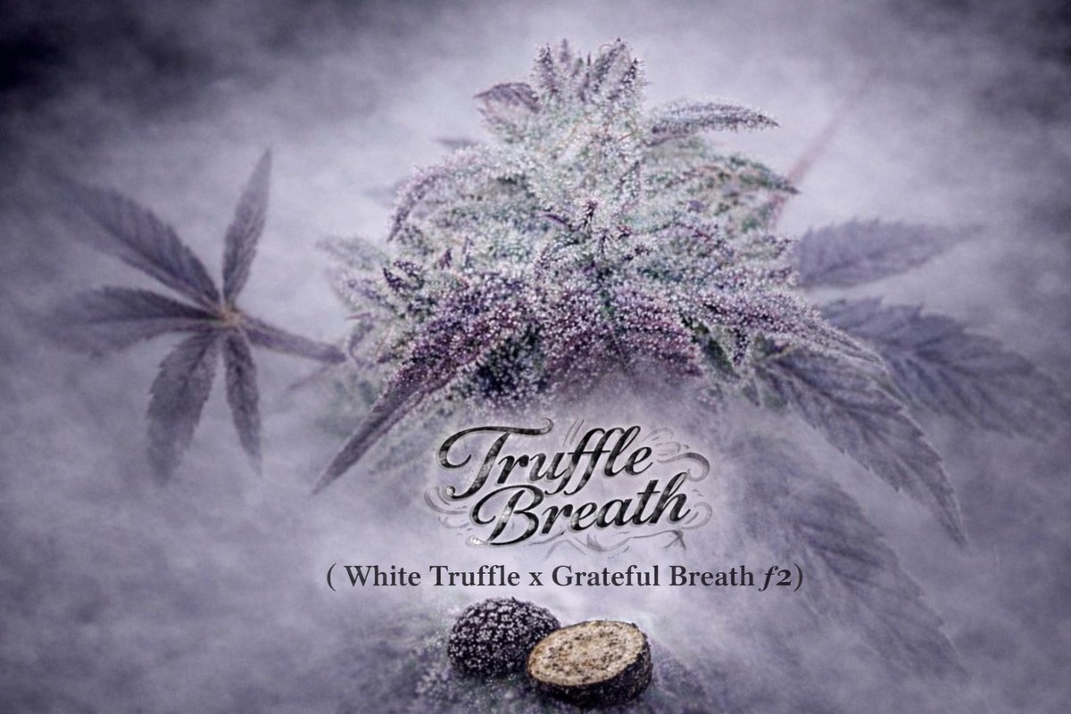 UFO_Genetics's tweet photo. https://t.co/nL5pNIliUk
