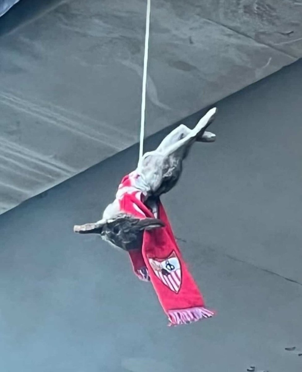 SevillistasU tweet picture