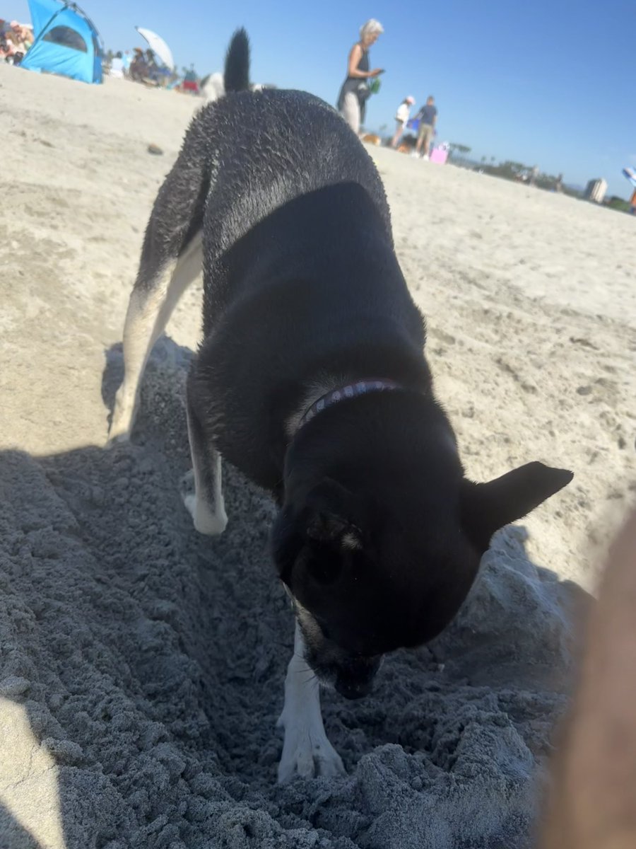 SJT_plus's tweet photo. Dog Beach! (Again) 🏖️ https://t.co/N0xWKFd5p3