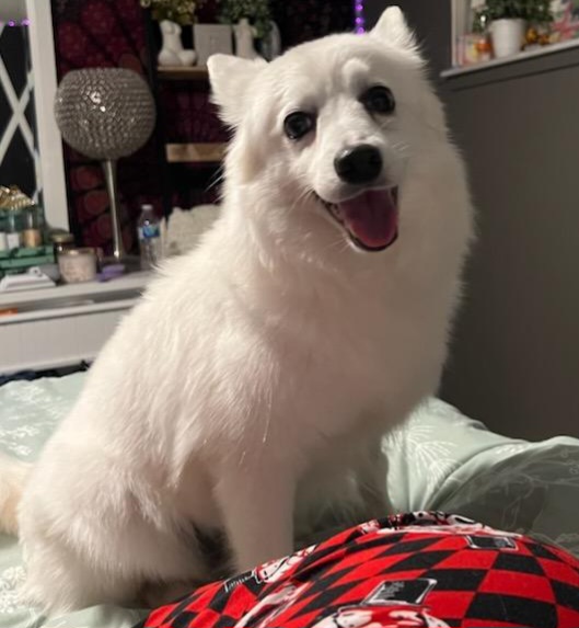 eskiedog1's tweet photo. Sweet Lizzie Adopted! Lizzie now has Sandy and Jim as her new family. Our thanks to foster mom Mary Lou for patiently working with Lizzie in recent months. She had a rough start, but those days are long behind her. This little beauty is already well loved &amp; cared for! 🥰 #AERSTL https://t.co/Zu4dL8oSAZ