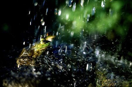 It’s the 1st of March which means there’s only 19 more days until spring. Oooourrghh the rainy season… more water for me and more bugs shall return…. I will be having a feast…..