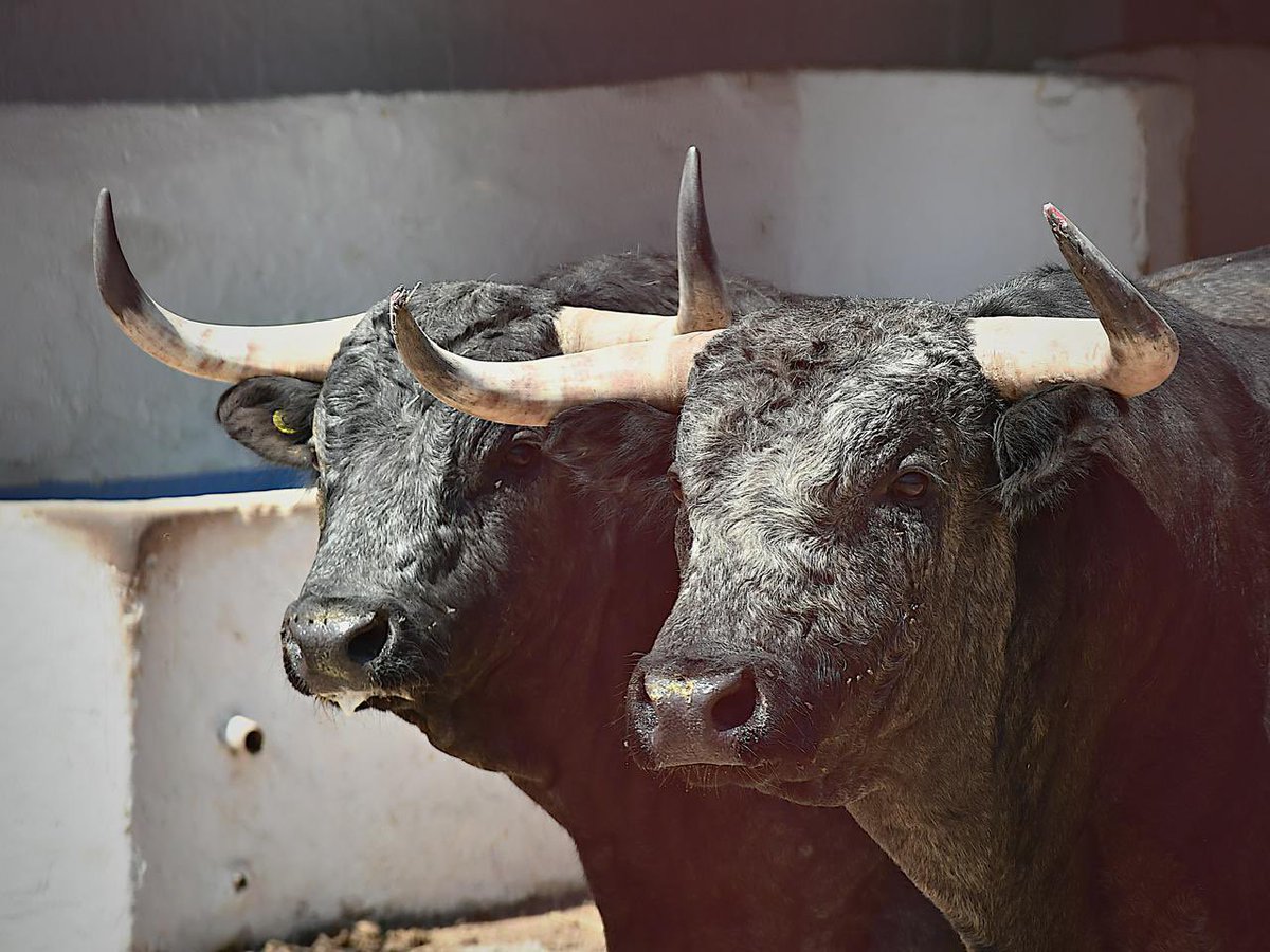 emsa_gdl's tweet photo. ✨ Momentos del entorilamiento de los toros de la ganadería de Xajay que serán lidiados el día de hoy en la Plaza Nuevo Progreso. https://t.co/qFZ4pideQs