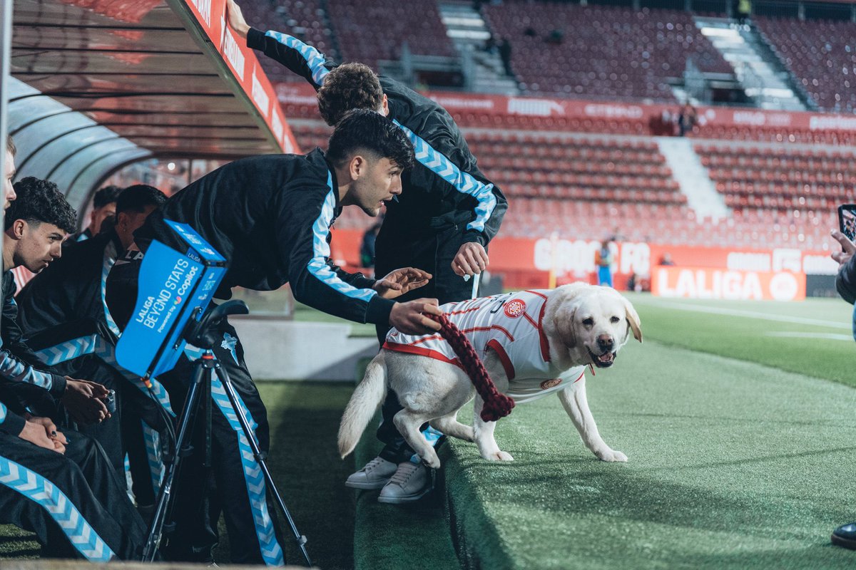 pablo_carba's tweet photo. En octubre de 2022, el Girona adoptó a una labrador retriever como mascota. La Canya tenía entonces 4 años. Había sido entrenada con niños y ancianos. Ahora es habitual verla por Montilivi en los partidos. El crack de Adri Santa la ha captado así de top con nuestros rapaces. https://t.co/fk4uuwWKfU