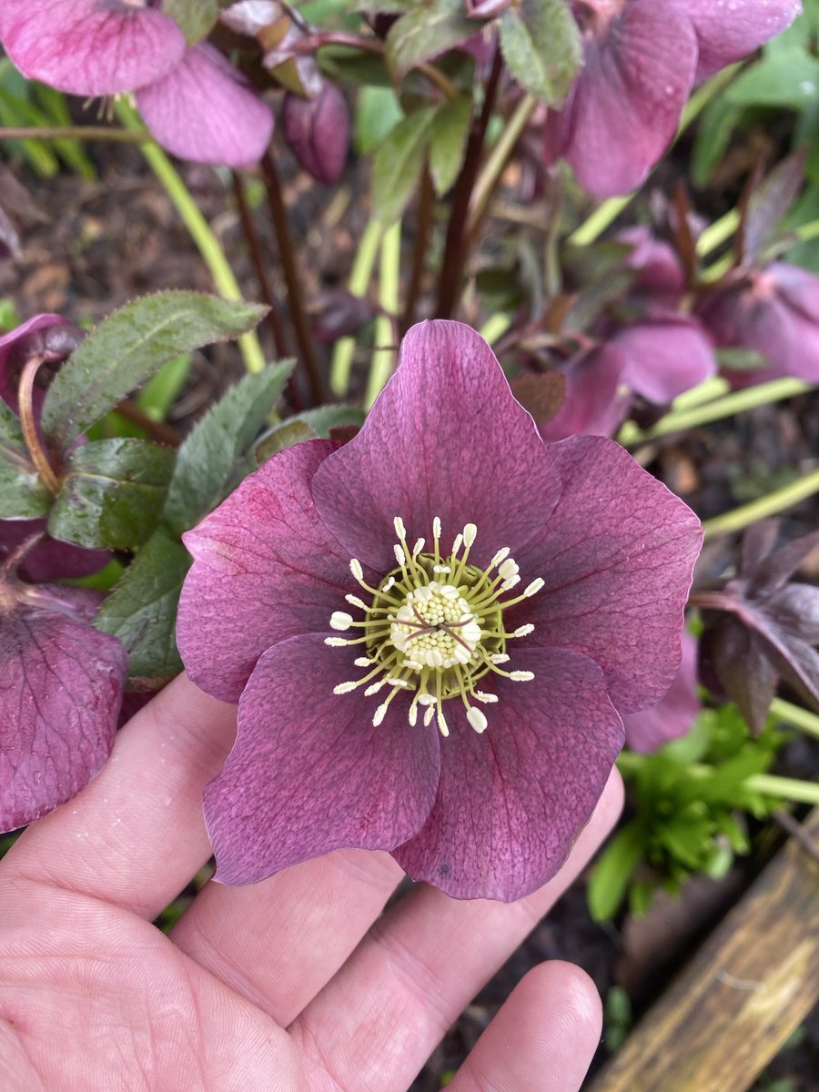 first flower on my plot this year and he’s my favourite, hellebores !