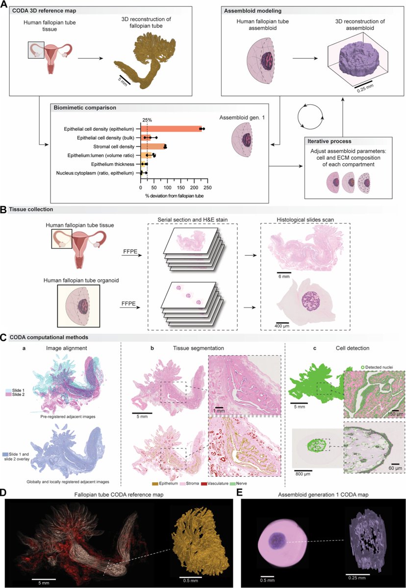 Denis Wirtz tweet media