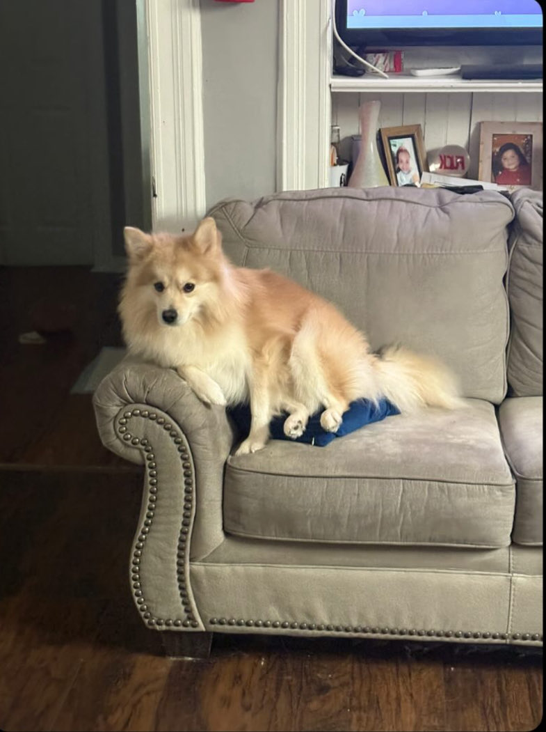 Jaslinx10's tweet photo. Please donate, share, like, and/ or repost !! My friend’s dog is in need of a pretty serious surgery, anything helps and goes a long way. https://t.co/Buhnzqz8Sq. https://t.co/fNeeh2Oaxm