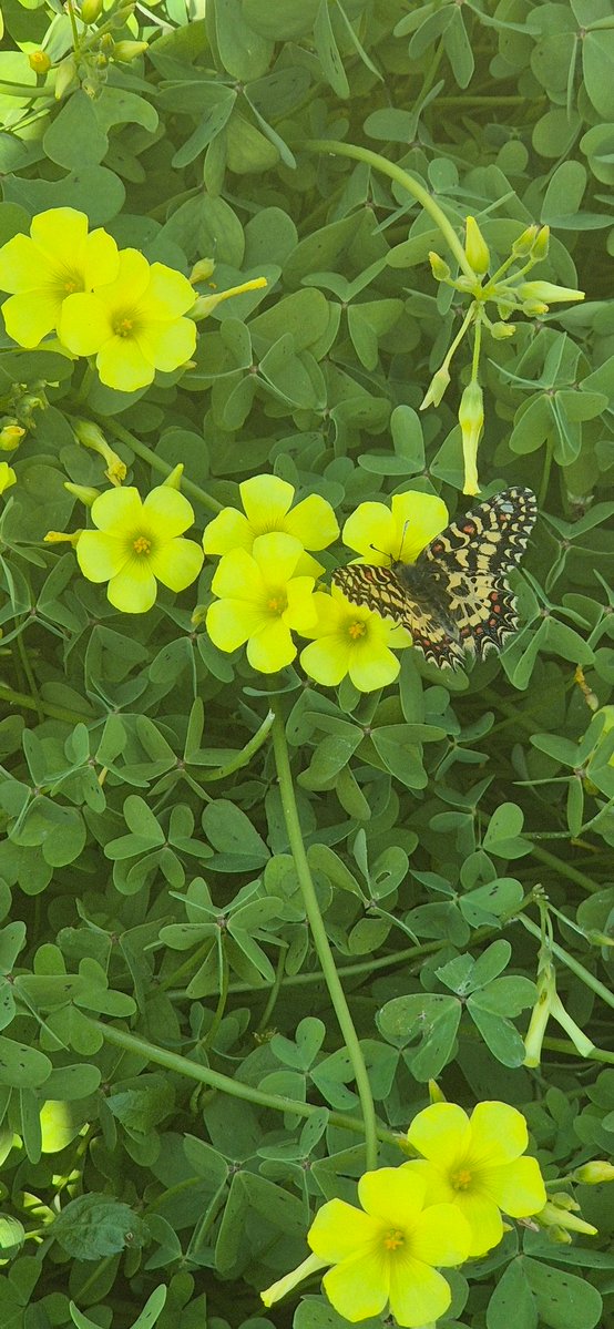 Spring is coming ✨️