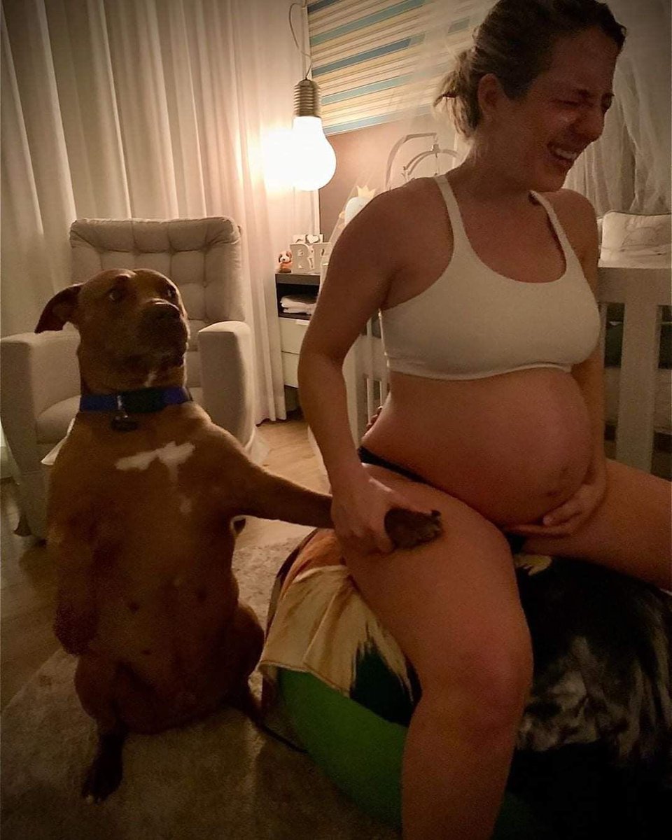 skiistiredasf's tweet photo. The dog’s facial expression 😭😭 https://t.co/BXv5Bvn1ql