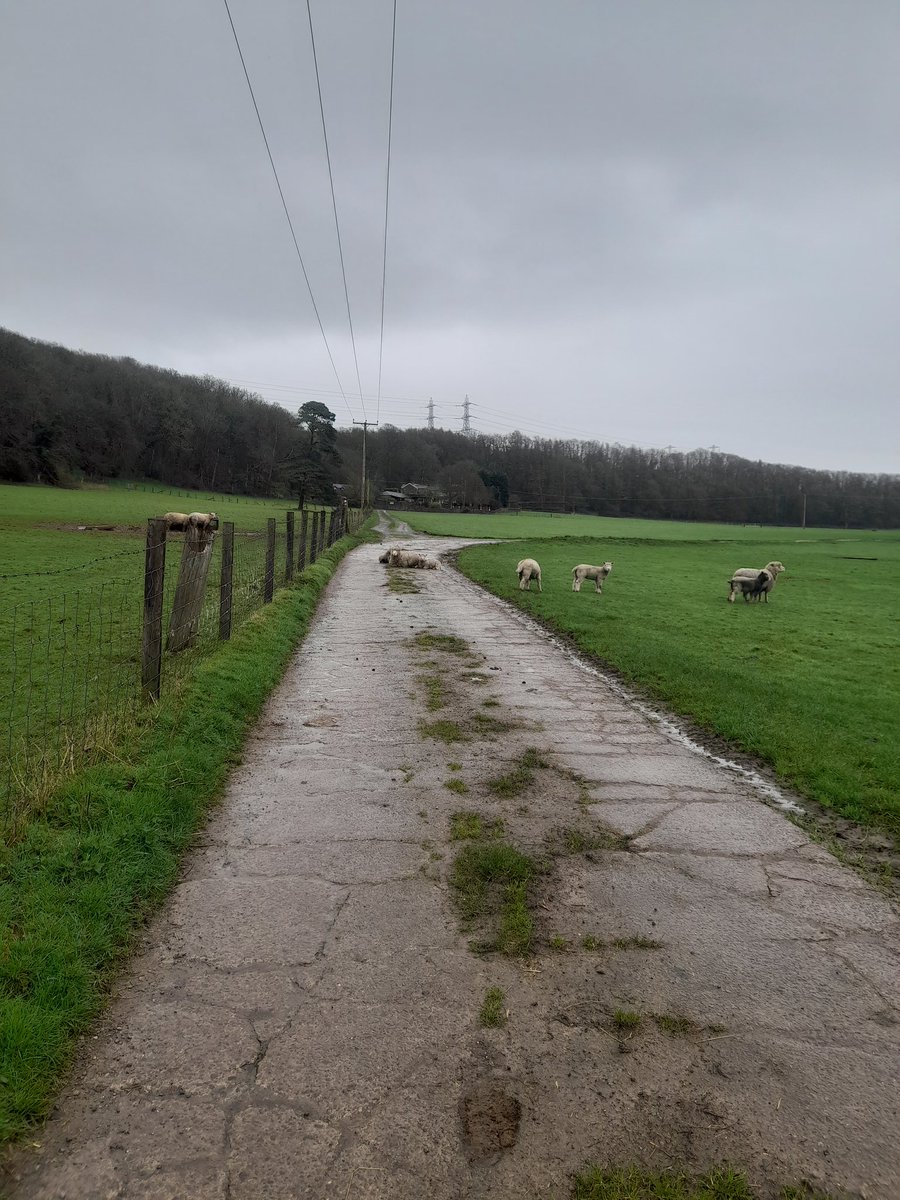 Ulrike Vogel tweet media