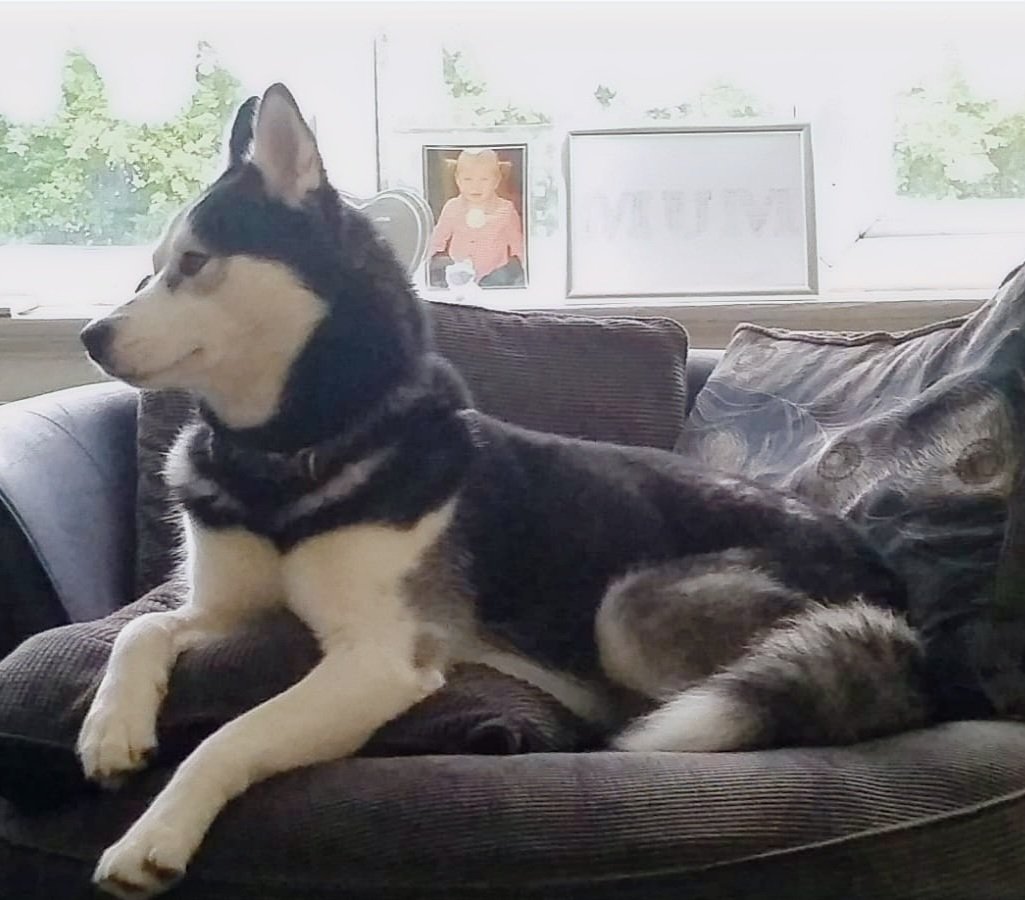 MissingPetsGB's tweet image. 🐕 #stolendoghour CLOUD escaped his garden earlier today 1 March 2026 in #Leeds #LS9
Cloud is a Siberian husky adult who is not chipped. Please contact asap if seen.