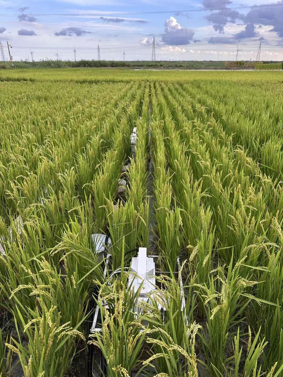 LICA_United's tweet photo. The SF-9000 Multi-channel Automatic Soil Carbon Flux Measurement System at the Jilin Da'an Station of the Northeast Institute of Geography and Agroecology, Chinese Academy of Sciences. https://t.co/ZUbxB93X6R
