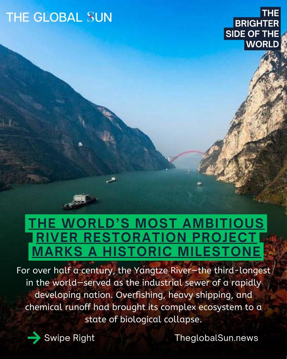 NewsGlobalSun's tweet photo. Beyond the industrial static, nature is winning. 🌊🛡️
2026 data confirms fish biomass in the Yangtze River has officially DOUBLED following the 10-year fishing ban. 
Even the rare "smiling" finless porpoise is making a historic return! 🐬✨ https://t.co/j8xmSTifqw
