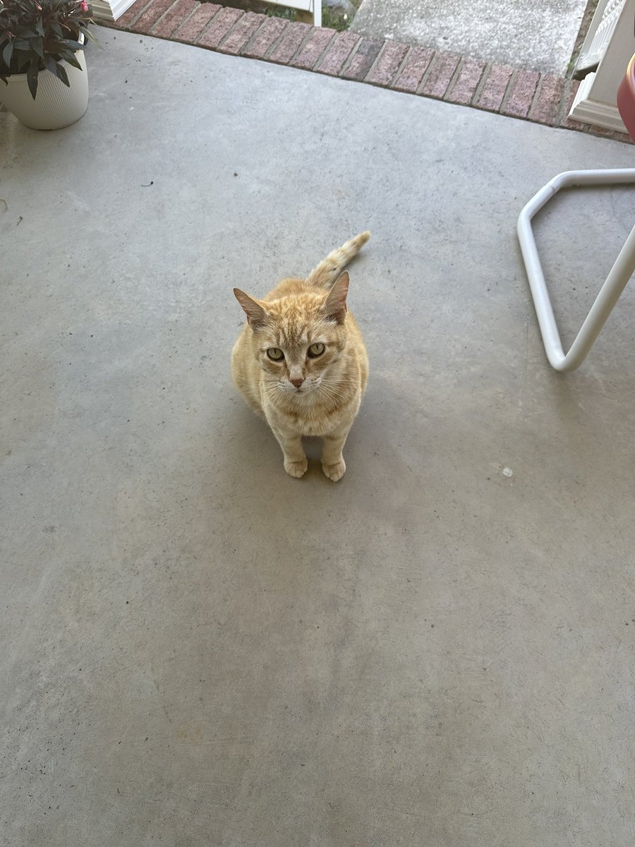 ritsuhausen 52 🪽 (Gorillaz 9/23) tweet media