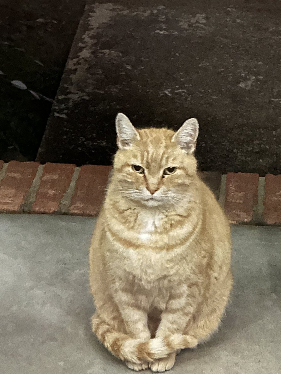 ritsuhausen 52 🪽 (Gorillaz 9/23) tweet media