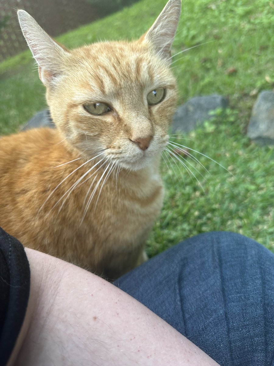 ritsuhausen 52 🪽 (Gorillaz 9/23) tweet media