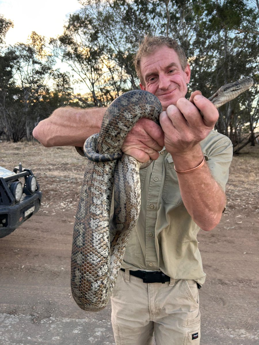 BrettShearwood's tweet photo. Cotton fields. Red dirt. Sunset.
And a carpet python reminding us who really owns the bush. π
One of those Narromine moments you donβt forget.
#NarromineNSW #CottonAustralia #Wildlife #AussieBush #OnTheFarm https://t.co/OyHGFIcSlD