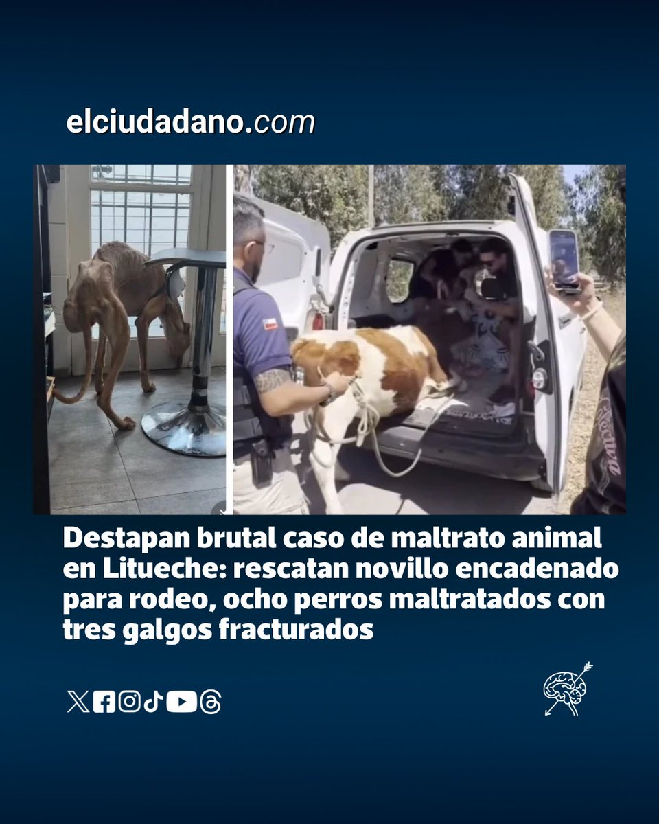 El novillo era amarrado con una cadena a sus cuernos y forzado reiteradamente a prácticas de rodeo. La diligencia, instruida por orden del fiscal tras múltiples denuncias ciudadanas, permitió también el rescate de ocho perros, cuatro de ellos galgos, en graves condiciones de