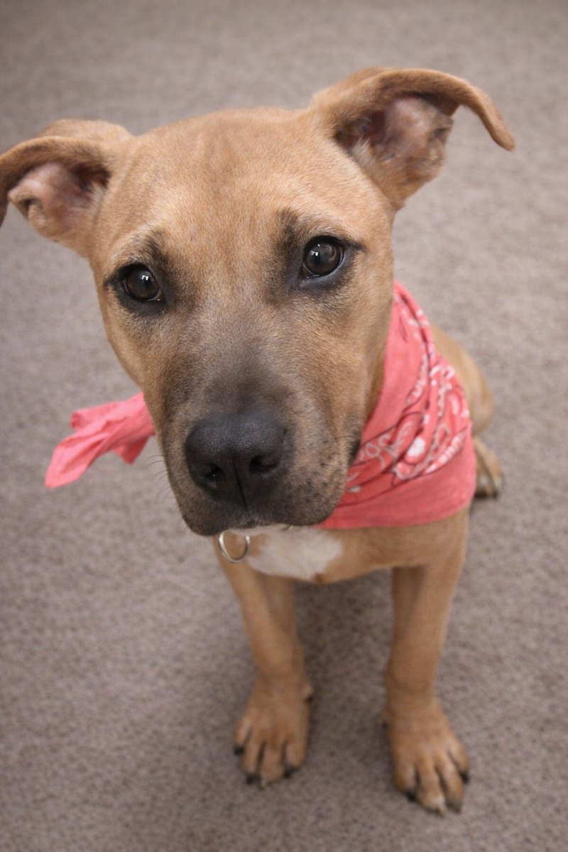 Robbie Daymond tweet media