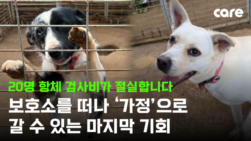 Koreandogs tweet media