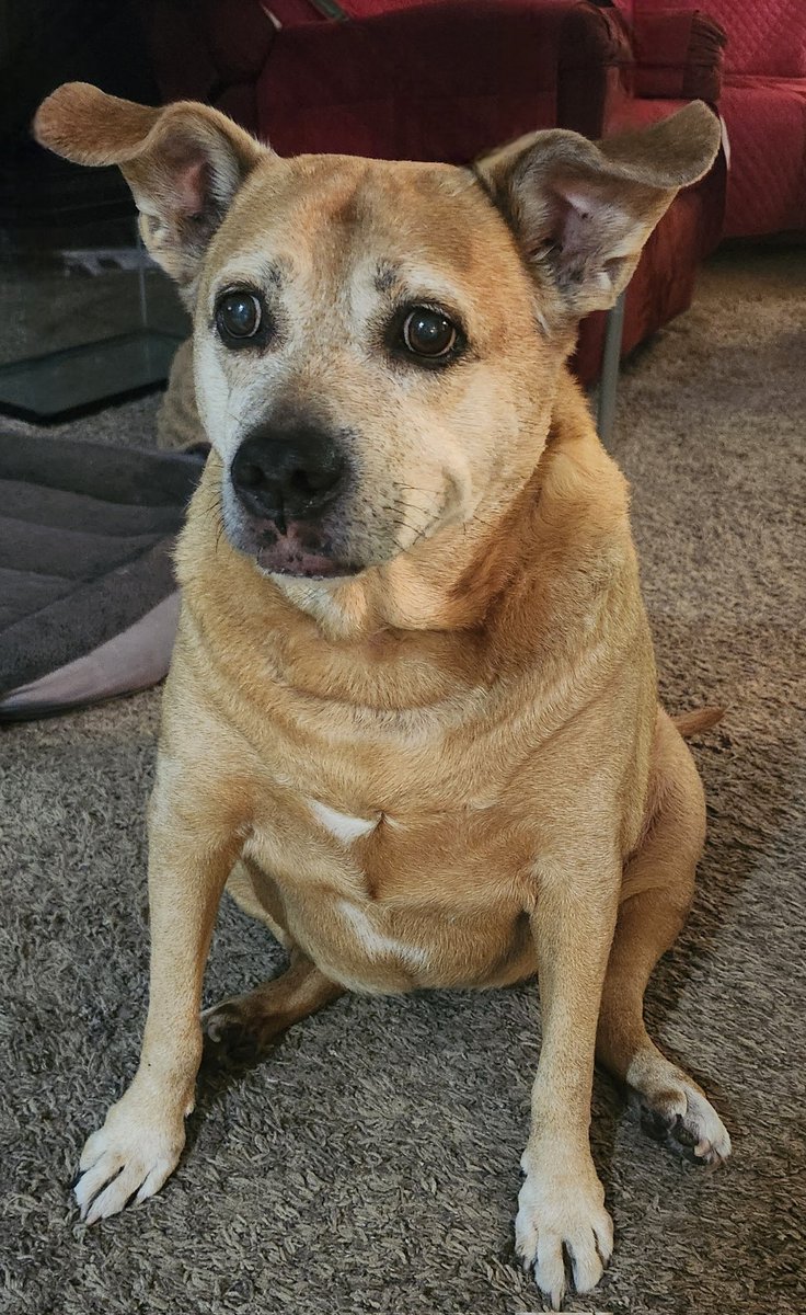 Oakley & Angel Tank🌈💕🐾 tweet media